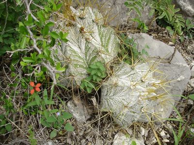Astrophytum ornatum, photographed by Jose Antonio Aranda Pineda