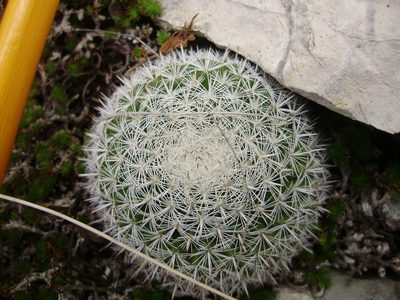 Mammillaria perbella, photographed by Jose Antonio Aranda Pineda