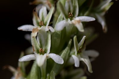 Platanthera elegans, photographed by David Badke