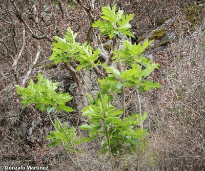 Vasconcellea quercifolia, photographed by Gonzalo Martinez