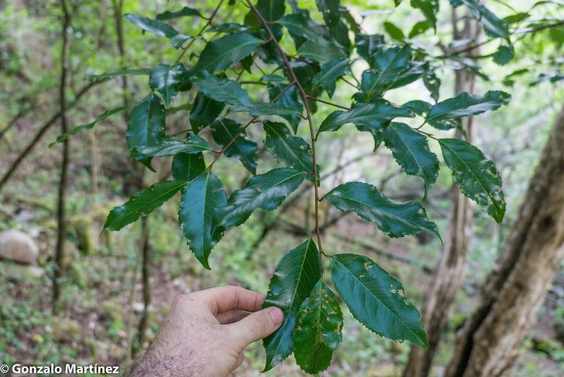 Prunus tucumanensis, photographed by Gonzalo Martinez