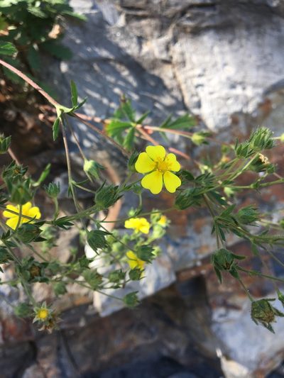 Potentilla inclinata, photographed by Carrie Seltzer