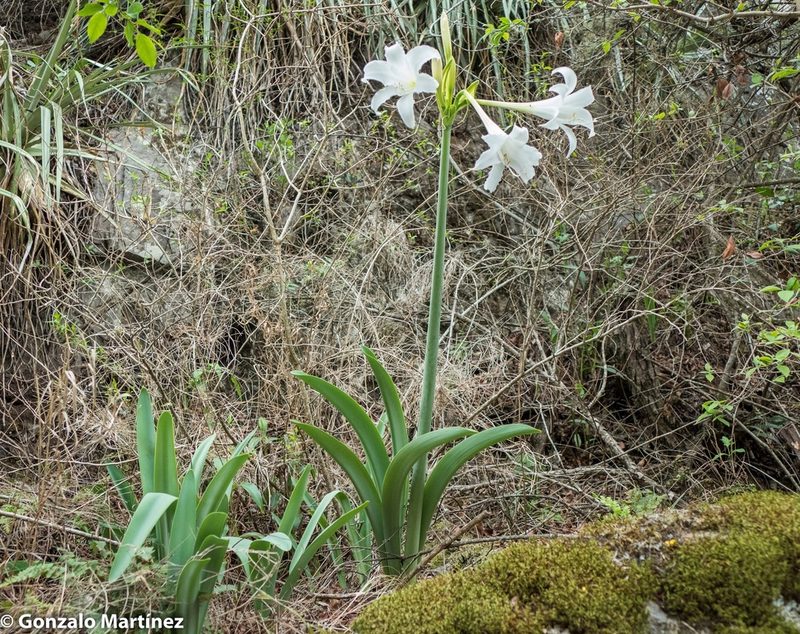Hippeastrum argentinum, photographed by Gonzalo Martinez
