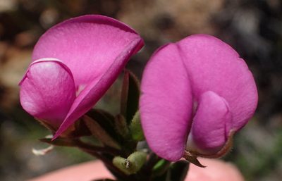 Podalyria buxifolia, photographed by Nicola van Berkel