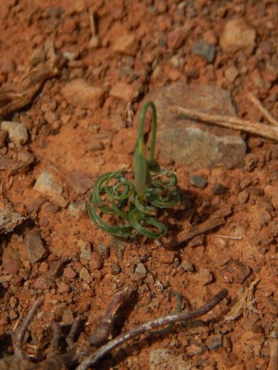 Dipcadi ciliare, photographed by melda