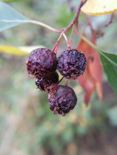 Crataegus rivularis, photographed by zookanthos