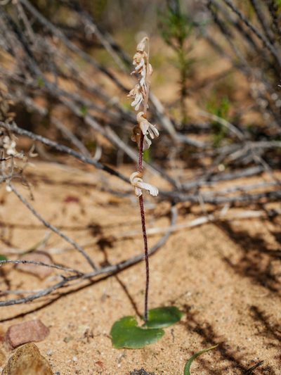 Holothrix aspera, photographed by James Deacon