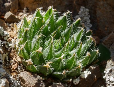Haworthia arachnoidea, photographed by James Deacon