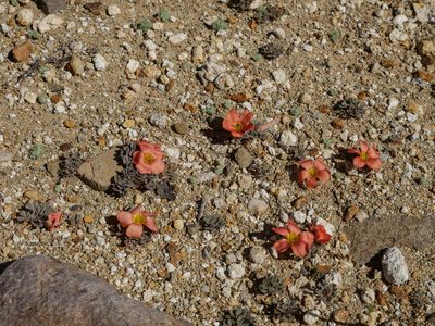 Oxalis annae, photographed by James Deacon