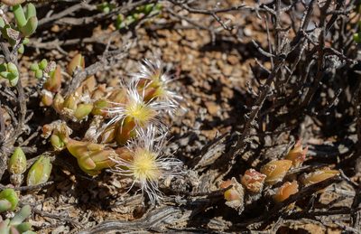 Mesembryanthemum tortuosum, photographed by James Deacon