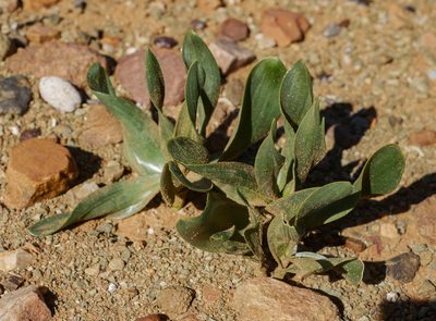 Fusifilum physodes, photographed by James Deacon