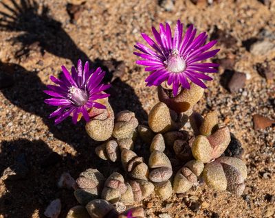 Hammeria meleagris, photographed by James Deacon
