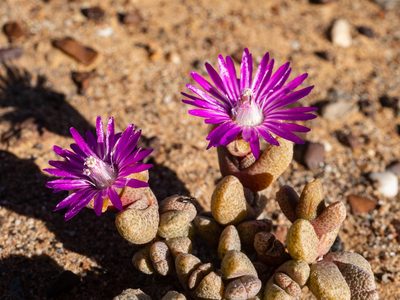 Hammeria meleagris, photographed by James Deacon