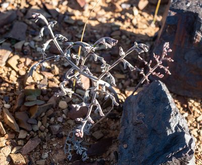 Pelargonium carnosum, photographed by James Deacon