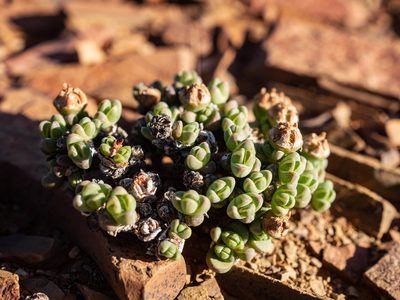 Antimima pumila, photographed by James Deacon