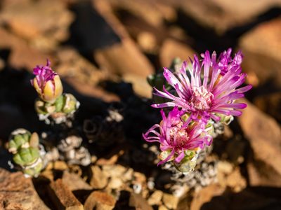 Antimima pumila, photographed by James Deacon