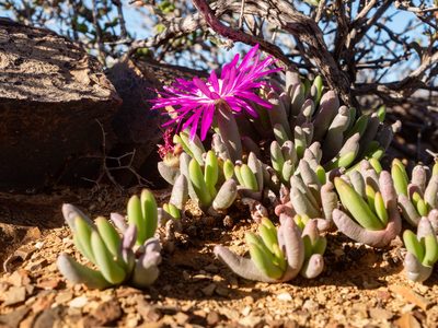 Cephalophyllum curtophyllum, photographed by James Deacon