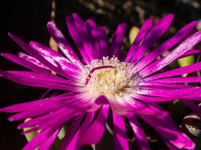 Cephalophyllum curtophyllum, photographed by James Deacon