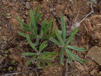 Tylecodon ventricosus, photographed by James Deacon
