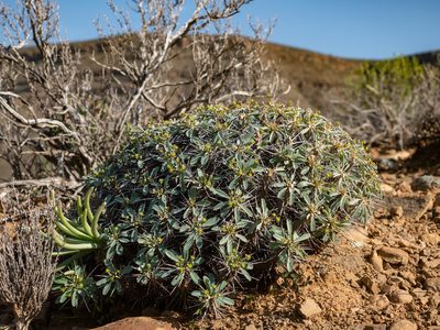 Euphorbia loricata, photographed by James Deacon