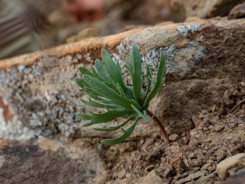 Eriospermum alcicorne, photographed by James Deacon