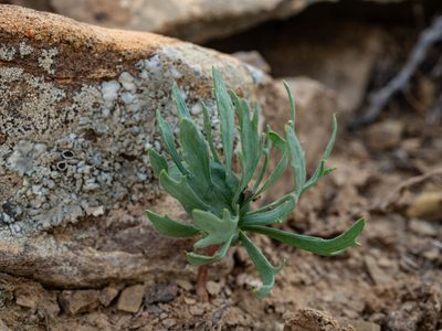 Eriospermum alcicorne, photographed by James Deacon