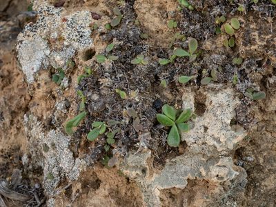 Tylecodon faucium, photographed by James Deacon