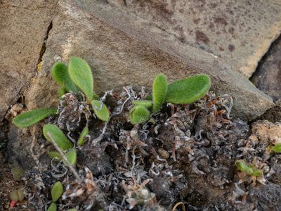 Tylecodon faucium, photographed by James Deacon