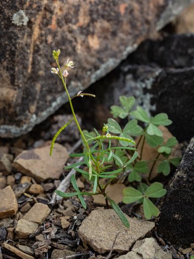 Heliophila pectinata, photographed by James Deacon