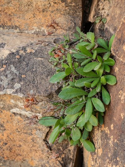 Tylecodon faucium, photographed by James Deacon