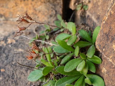 Tylecodon faucium, photographed by James Deacon