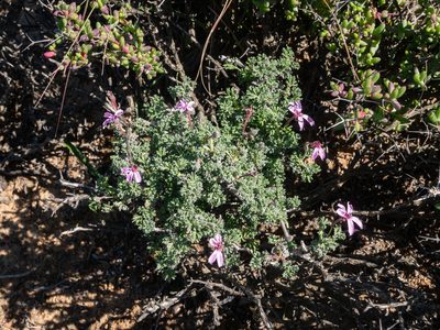 Pelargonium abrotanifolium, photographed by James Deacon