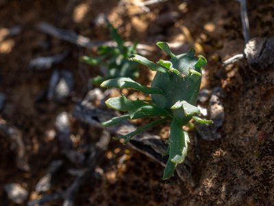 Eriospermum alcicorne, photographed by James Deacon