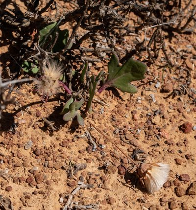 Othonna hederifolia, photographed by James Deacon