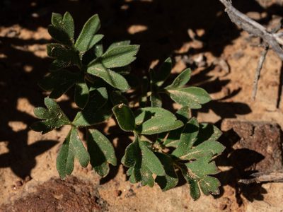Pelargonium luteopetalum, photographed by James Deacon