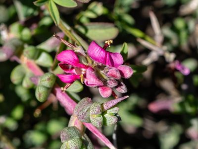 Indigofera meyeriana, photographed by James Deacon