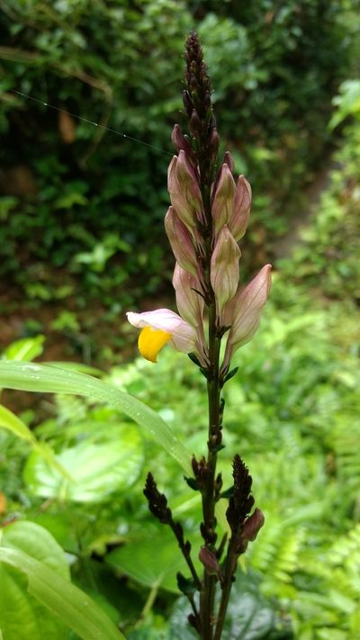 Gymnostachyum febrifugum, photographed by Ajit Ampalakkad