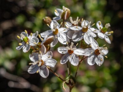 Pharnaceum aurantium, photographed by James Deacon