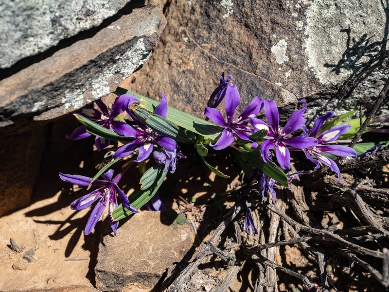 Babiana cuneata, photographed by James Deacon