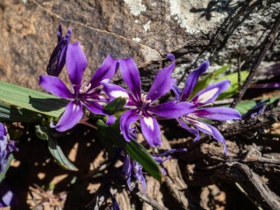 Babiana cuneata, photographed by James Deacon