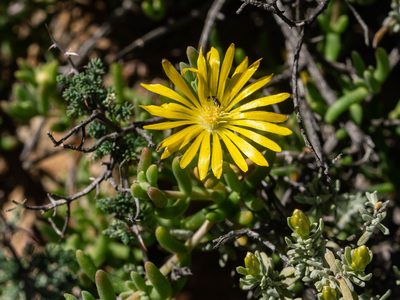 Delosperma acocksii, photographed by James Deacon