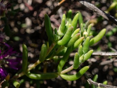 Delosperma acocksii, photographed by James Deacon