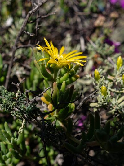 Delosperma acocksii, photographed by James Deacon