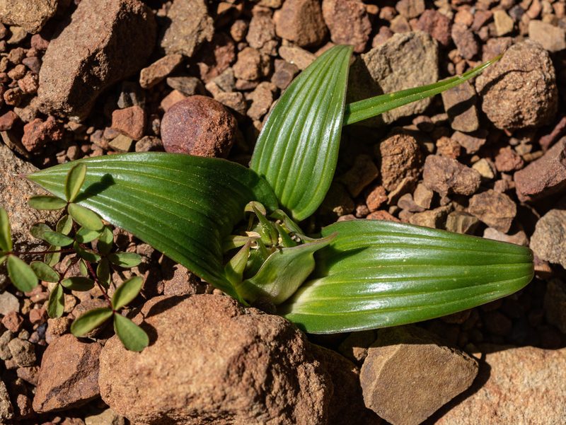 Colchicum cuspidatum, photographed by James Deacon