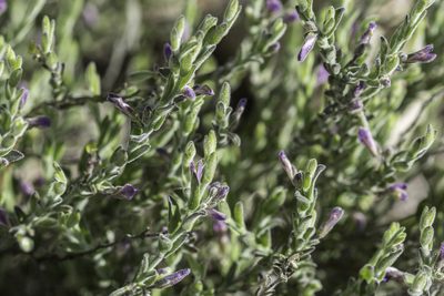 Hebecarpa macradenia, photographed by Craig Martin