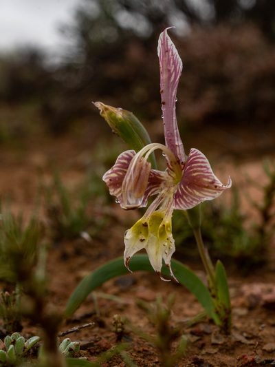 Gladiolus uysiae, photographed by James Deacon