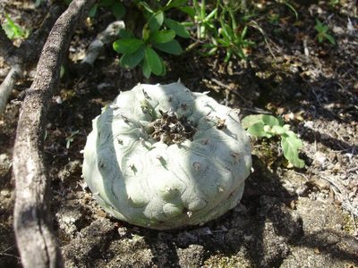 Lophophora diffusa, photographed by Jose Antonio Aranda Pineda
