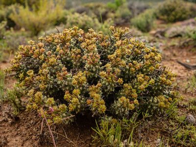Euphorbia braunsii, photographed by James Deacon
