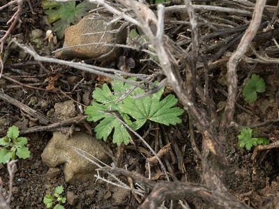 Pelargonium articulatum, photographed by James Deacon