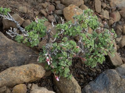 Pelargonium abrotanifolium, photographed by James Deacon